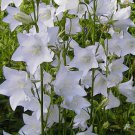 BELLFLOWER WILLOW PEACH LIVED WHITE Campanula Persicifolia - 100 ct for germination