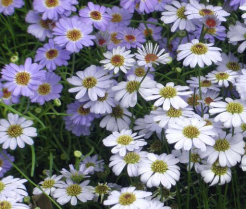 BasqueStore - BRACHYCOME MIXED COLORS Brachycome Iberidifolia - 100 Seeds for germination
