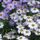 BasqueStore - BRACHYCOME MIXED COLORS Brachycome Iberidifolia - 100 Seeds for germination