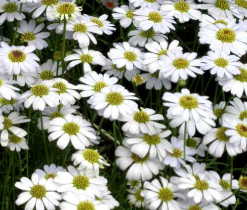 BRACHYCOME WHITE Brachycome Iberidifolia - 100 ct for germination