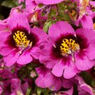BUTTERFLY FLOWER ANGEL WINGS Schizanthus x Wisetonensis - 100 ct for germination
