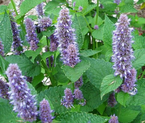 ANISE HYSSOP BLUE SPIKE Agastache Foeniculum - 20 ct for germination