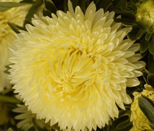 ASTER GREMLIN YELLOW DOUBLE Callistephus Chinensis - 20 ct for germination