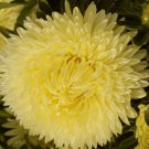 ASTER GREMLIN YELLOW DOUBLE Callistephus Chinensis - 20 ct for germination