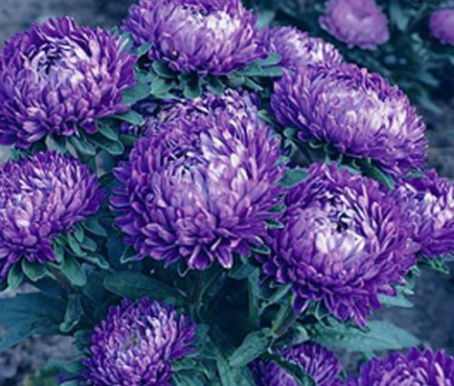 ASTER MILADY BLUE DWARF Callistephus Chinensis - 20 ct for germination