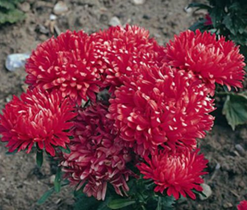 aSTER MILADY SCARLET RED DWARF Callistephus Chinensis - 20 ct for germination