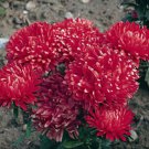 aSTER MILADY SCARLET RED DWARF Callistephus Chinensis - 20 ct for germination