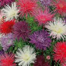 ASTER NEEDLE UNICUM MIXED COLORS Callistephus Chinensis - 20 ct for germination