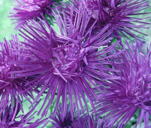 ASTER NEEDLE UNICUM VIOLET Callistephus Chinensis - 20 ct for germination