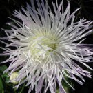 ASTER NEEDLE UNICUM WHITE Callistephus Chinensis - 20 ct for germination