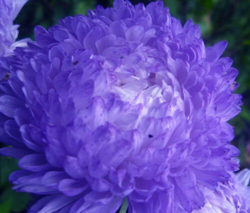 ASTER PAEONY DUCHESS BLUE Callistephus Chinensis - 20 ct for germination