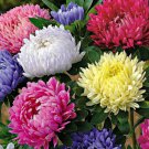 ASTER PAEONY DUCHESS MIXED COLORS Callistephus Chinensis - 20 ct for germination