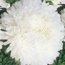 ASTER PAEONY DUCHESS WHITE Callistephus Chinensis - 20 ct for germination