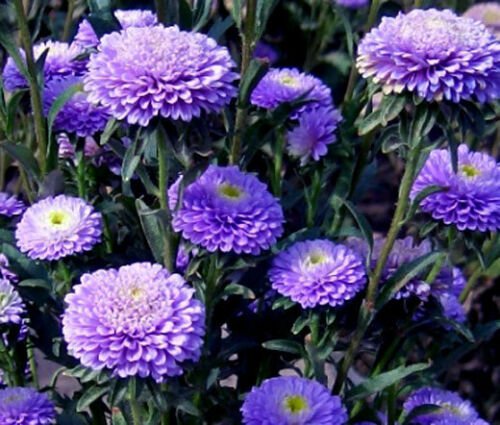 ASTER POMPON BLUE Callistephus Chinensis - 20 ct for germination