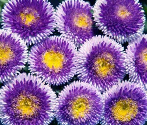 ASTER POMPON BLUE MOON Callistephus Chinensis -20 ct for germination