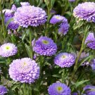 ASTER POMPON LIGHT BLUE Callistephus Chinensis - 20 ct for germination