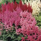 ASTILBE BUNTER MIXED COLORS Astilbe Arendsii - 25 ct for germination