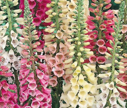 BasqueStore - FOXGLOVE EXCELSIOR MIX Digitalis Purpurea - 5,000 ct for germination