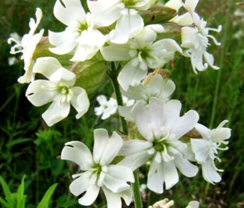 BasqueStore - CATCHFLY NODDING WHITE SNOWDROP Silene Pendula - 1,000 Bulk ct for germination