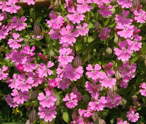 BasqueStore - CATCHFLY NODDING ROSE TRIUMPH Silene Pendula - 1,000 Bulk ct for germination