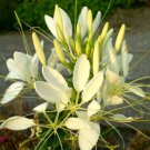 BasqueStore - SPIDER FLOWER WHITE QUEEN Cleome Hasslerianai - 100 Bulk ct for germination