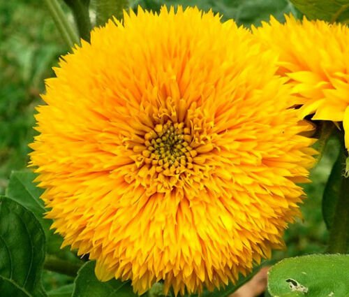 SUNFLOWER TEDDY BEAR Helianthus Annuus - 100 Bulk ct for germination