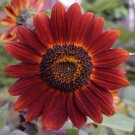 SUNFLOWER VELVET QUEEN Helianthus Annuus - 100 Bulk ct for germination