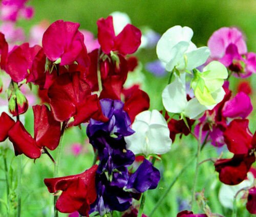 SWEET PEA BIJOU DWARF MIXED COLORS Lathyrus - 110 Bulk ct for germination