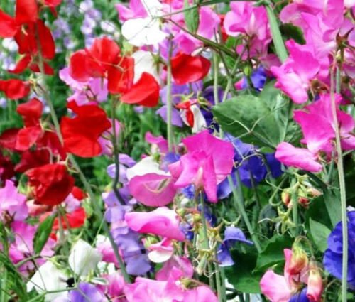 SWEET PEA CUTHBERTSON MIXED COLORS Lathyrus Odoratus - 110 Bulk ct for germination