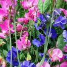 SWEET PEA ROYAL FAMILY MIXED COLORS Lathyrus Odoratus - 110 Bulk ct for germination