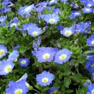 BasqueStore - CHILEAN BELLFLOWER BLUE Nolana Paradoxa - 250 Bulk ct for germination