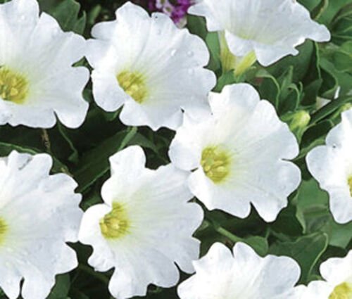 BasqueStore - CHILEAN BELLFLOWER WHITE Nolana Paradoxa - 250 Bulk ct for germination