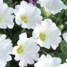 BasqueStore - CHILEAN BELLFLOWER WHITE Nolana Paradoxa - 250 Bulk ct for germination
