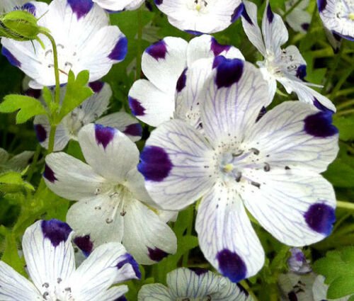 BasqueStore - FIVE SPOT Nemophila Maculata - 1,000 Bulk ct for germination