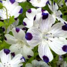 BasqueStore - FIVE SPOT Nemophila Maculata - 1,000 Bulk ct for germination