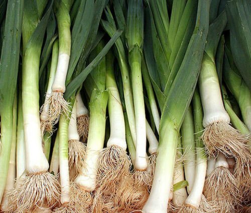 BasqueStore - LEEK AMERICAN FLAG ORGANIC Allium Ampeloprasum - 50 Bulk ct for germination