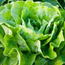 BasqueStore - LETTUCE BUTTERHEAD BUTTERCRUNCH ORGANIC Lactuca Sativa - 400 Bulk ct for germination