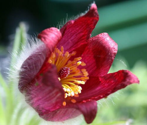 BasqueStore - PASQUE FLOWER RED Pulsatilla Vulgaris Rubra - 100 Bulk ct for germination