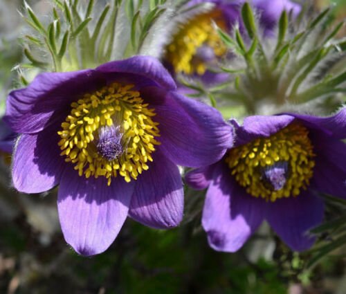 BasqueStore - PASQUE FLOWER VIOLET Pulsatilla Vulgaris - 100 Bulk ct for germination