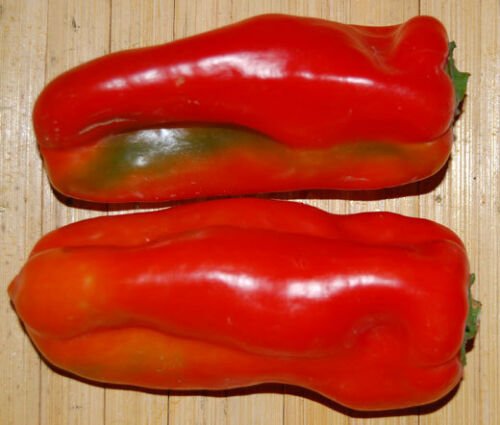 PEPPER SWEET RED MARCONI ORGANIC Capsicum Annuum - 40 Bulk ct for germination