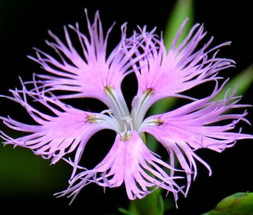 BasqueStore - PINKS FRINGED Dianthus Superbus - 5,000 Bulk ct for germination