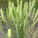 BasqueStore - PRAIRIE JUNEGRASS Koeleria Cristata - 3,000 Bulk ct for germination