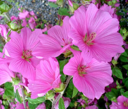 BasqueStore - ROSE MALLOW MIXED COLORS Lavatera Trimestris - 1,000 Bulk ct for germination
