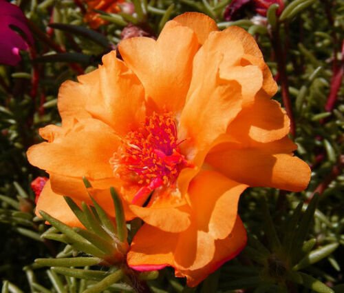 MOSS ROSE ORANGE Portulaca Grandiflora - 1,250 Bulk ct for germination