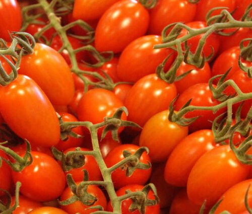 TOMATO ROMA PLUM VFN ORGANIC Lycopersicon Esculentum - 50 Bulk ct for germination