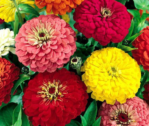 BasqueStore ZINNIA DAHLIA MIXED COLORS Zinnia Elegans - 1,100 Bulk ct for germination