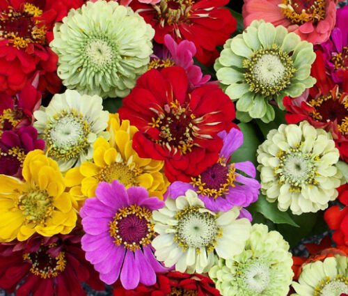 BasqueStore ZINNIA PUMILA MIXED COLORS Zinnia Elegans - 2,500 Bulk ct for germination