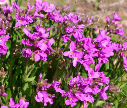 BasqueStore ARABIS WALL ROCK CRESS SPRING CHARM Arabis Blepharophylla - 200 ct for germination
