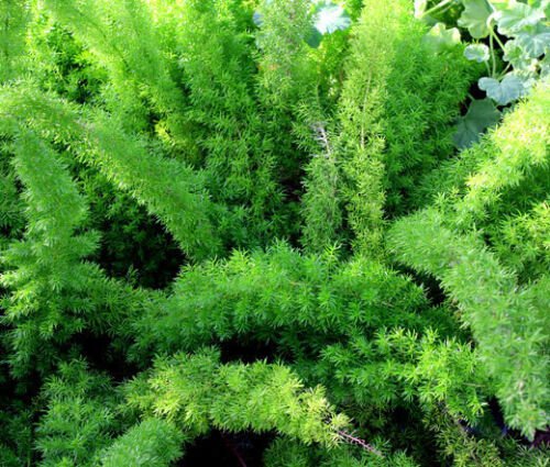 BasqueStore ASPARAGUS FOXTAIL FERN Asparagus Densiflorus Meyeri - 10 ct for germination