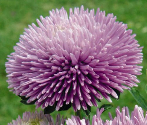 BasqueStore ASTER GREMLIN LAVENDER DOUBLE Callistephus Chinensis - 200 Bulk ct for germination